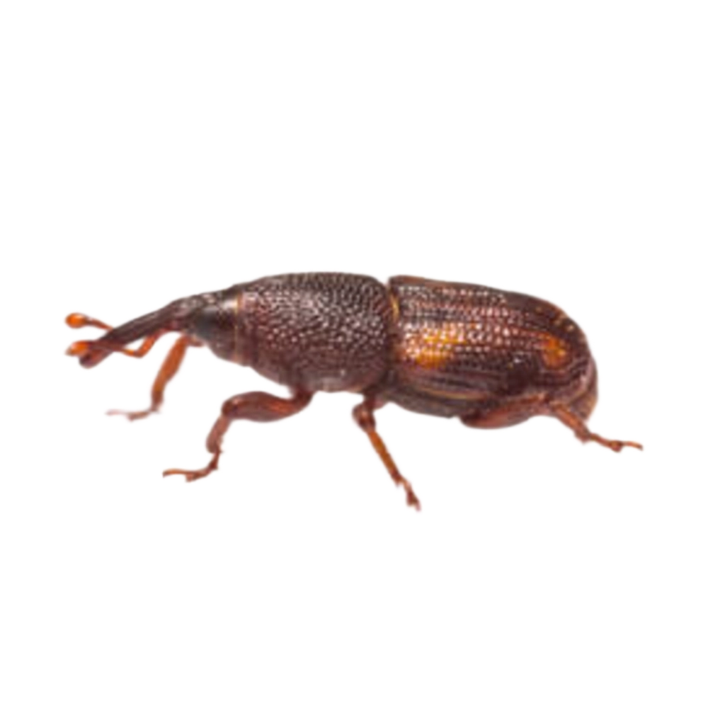 Rice Weevil