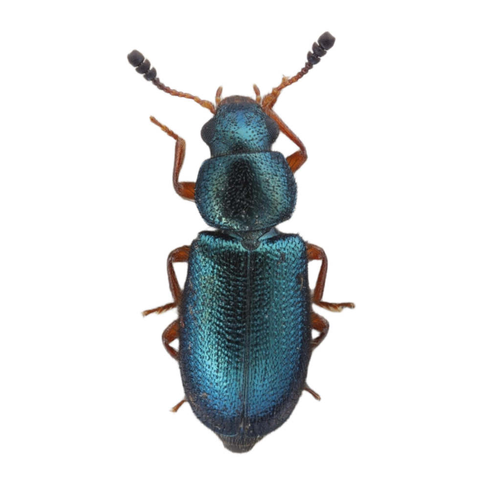 Copra beetle/Red Legged Ham Beetle
