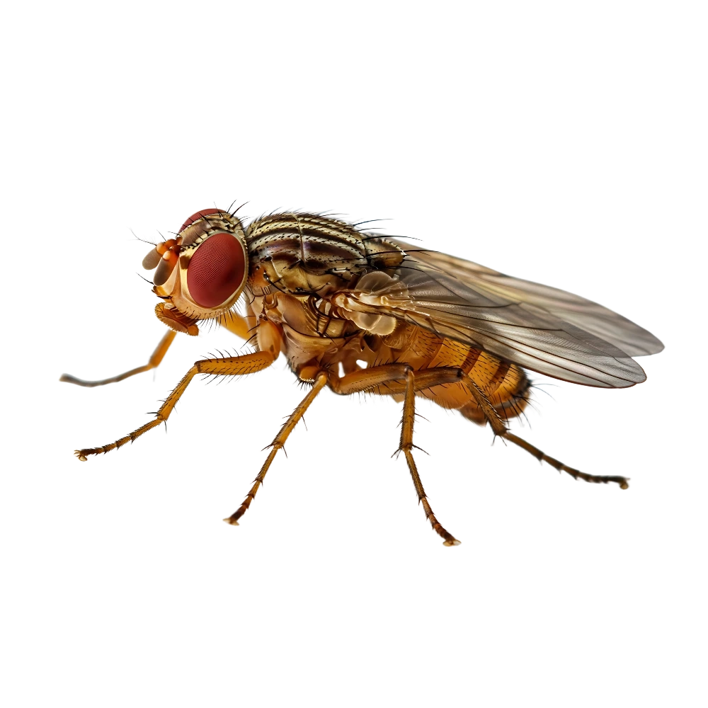 Fruit Fly
