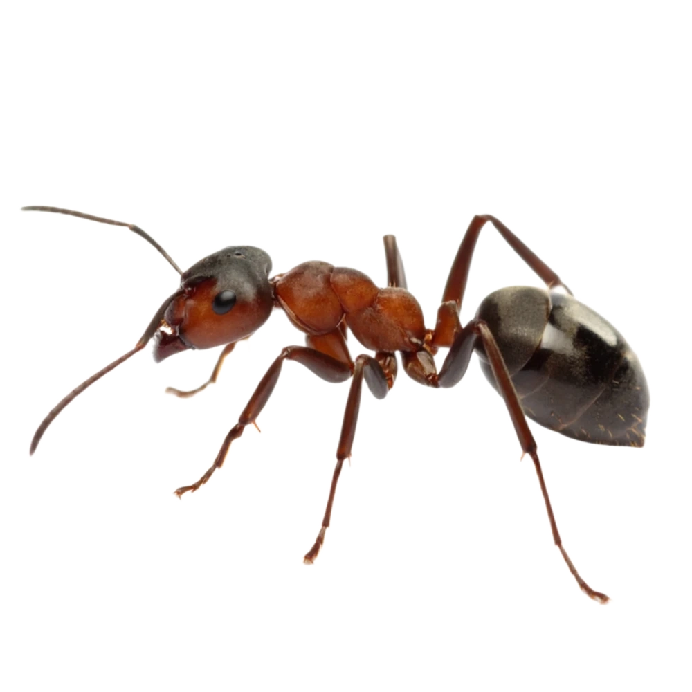 Argentine Ant