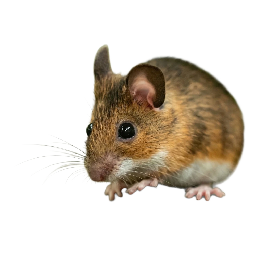 Yellow necked field mouse