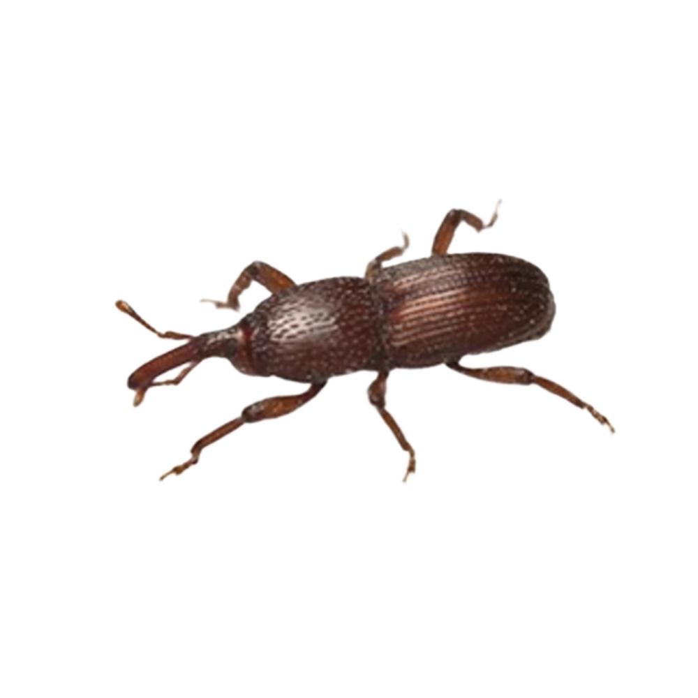 Granary Weevil