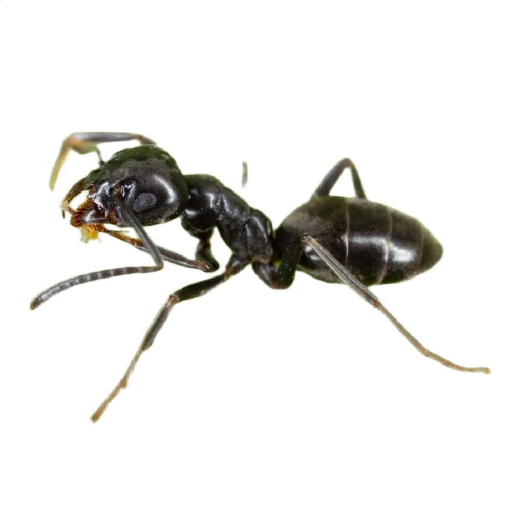 Odorous House Ant