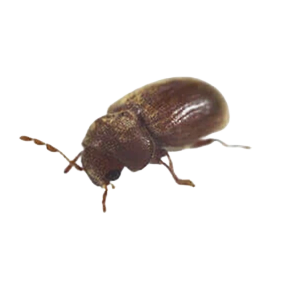 Drug Store Beetle