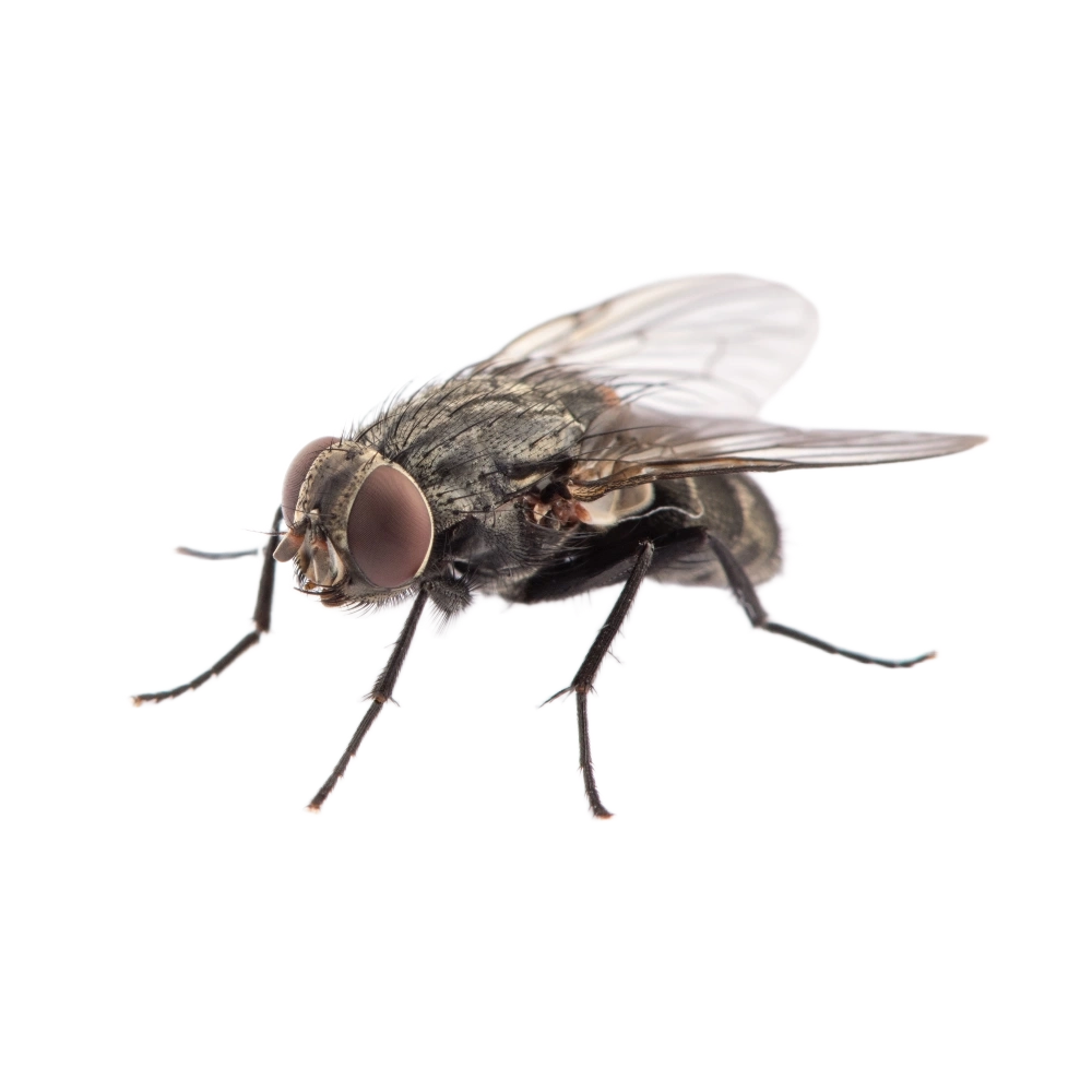 House Fly