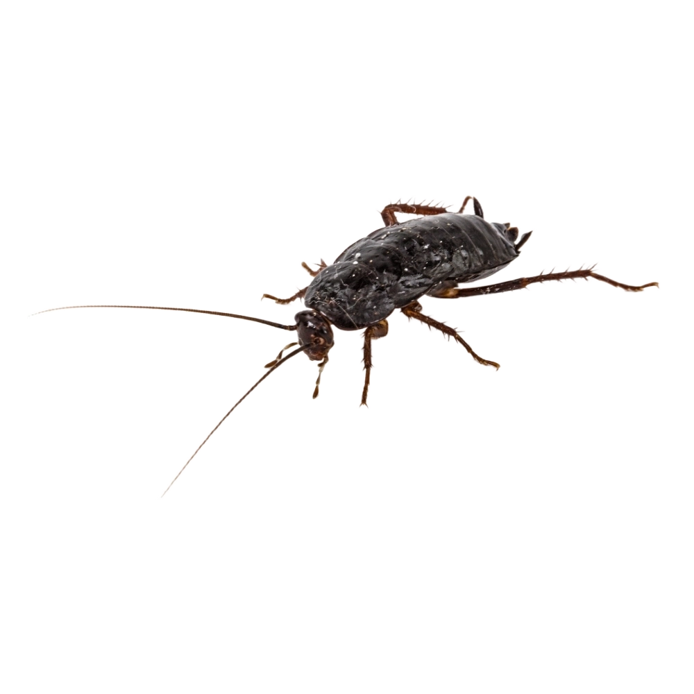 Oriental Cockroach
