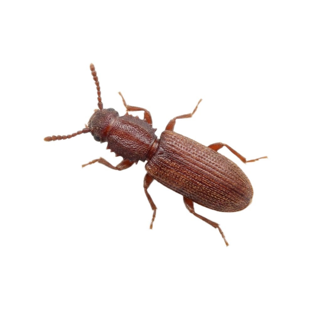 Saw Toothed Grain Beetle