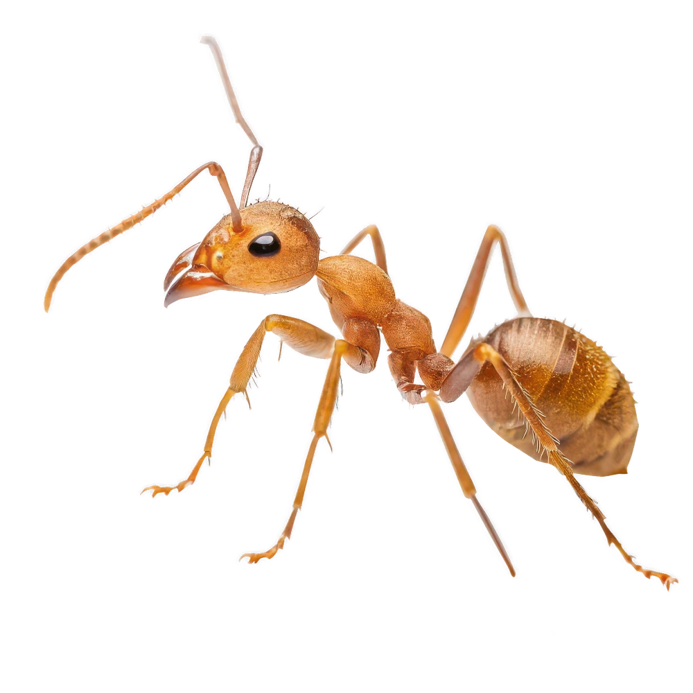 Pharaoh’s Ant