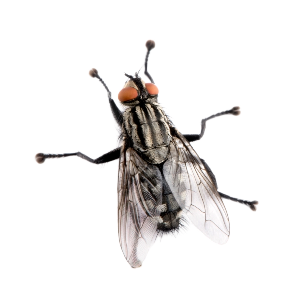 Flesh Fly