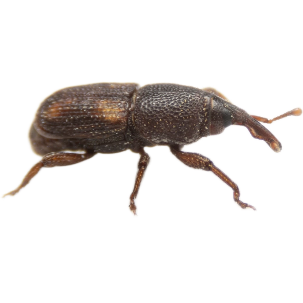 Flour beetle