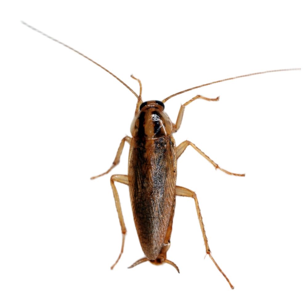 German Cockroach