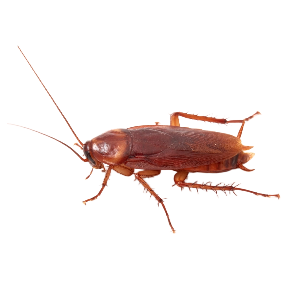 American Cockroach