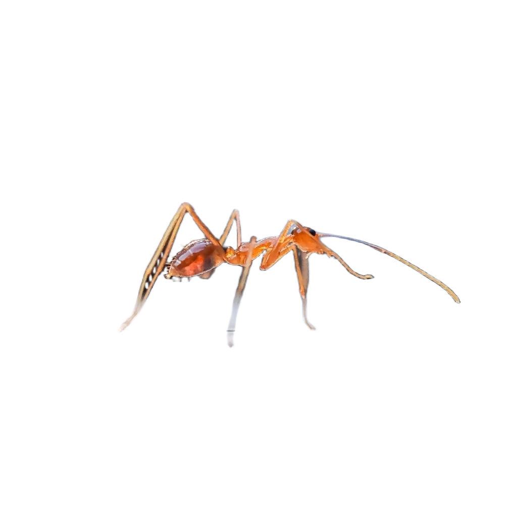 Crazy ant