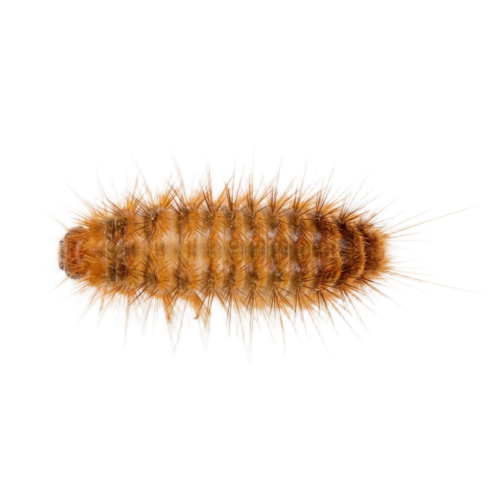Khapra Beetle