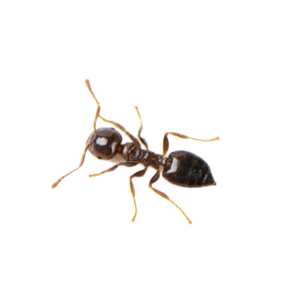 Argentine Ant