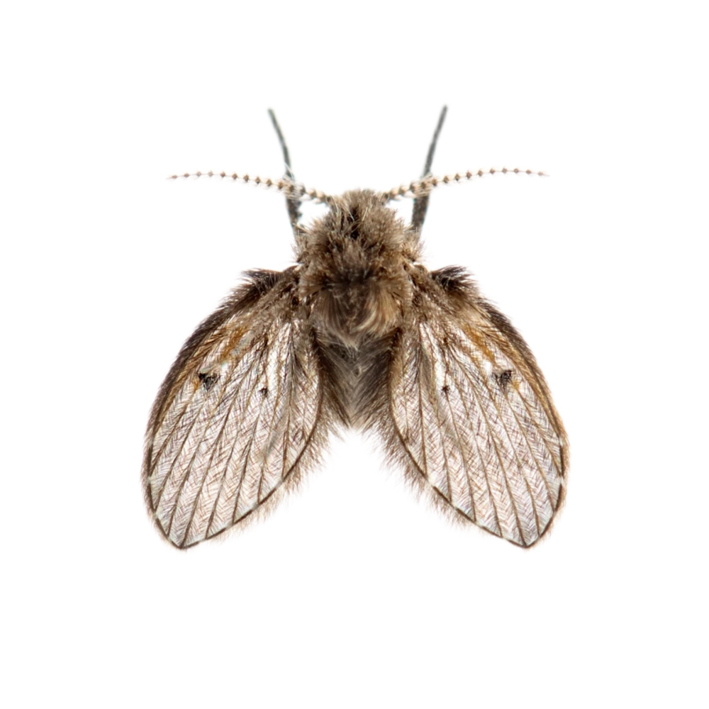 Drain Fly