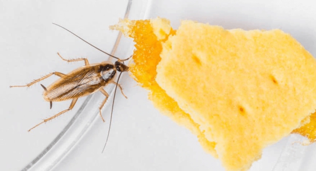 German cockroach eating waste food