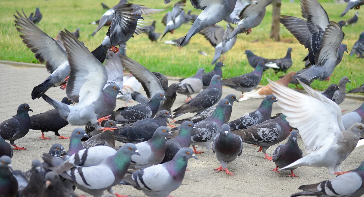 group of pigeons on road
