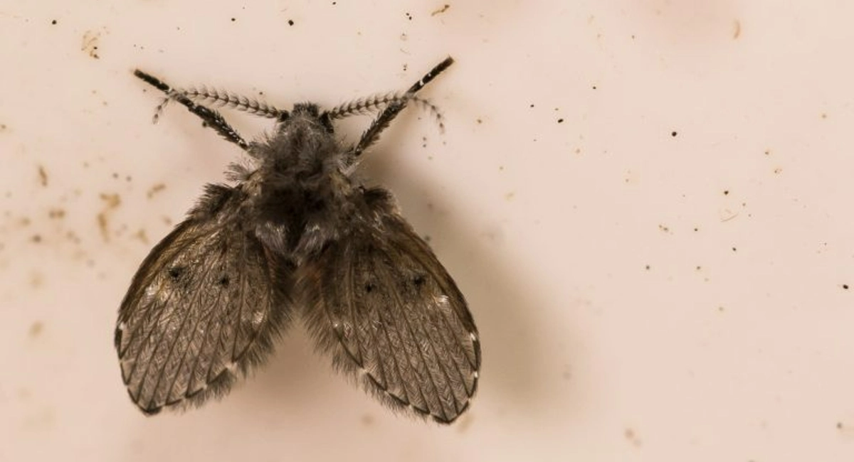 Drain fly