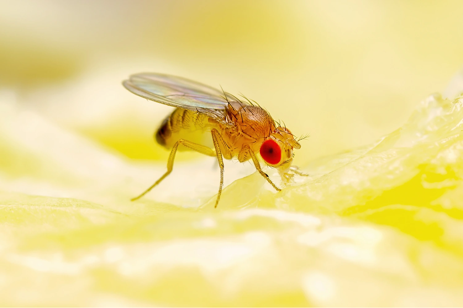Fruit fly