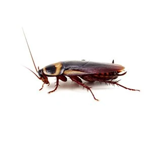 American cockroach
