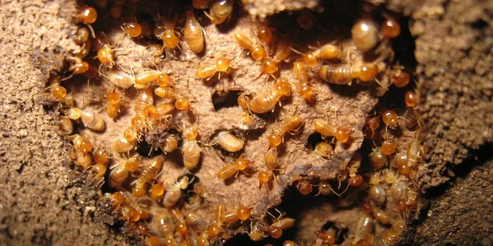 Termite in their habitat