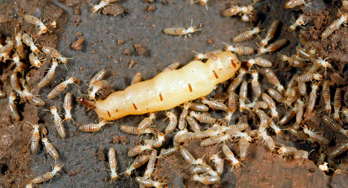 What is Termite?