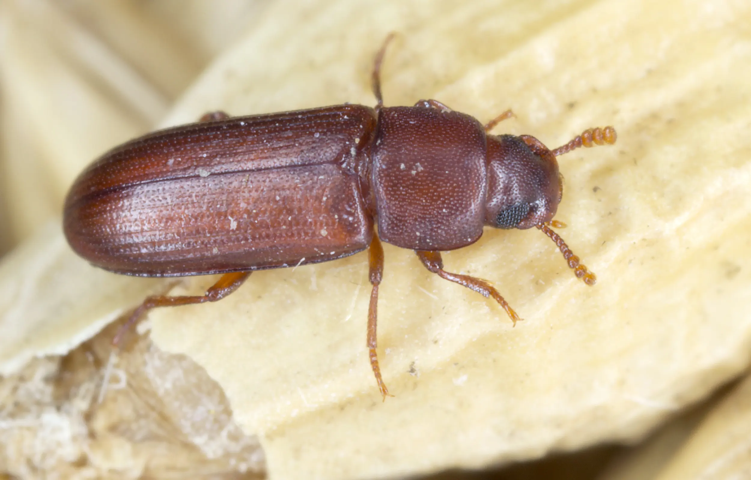 Lesser grain borer