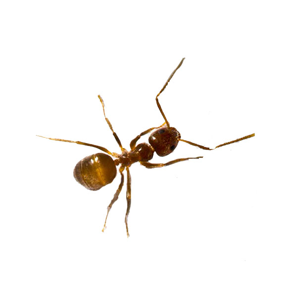 Crazy ant