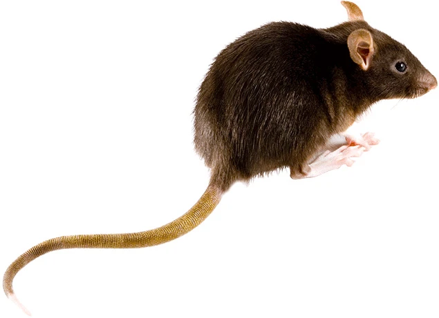 Brown rat