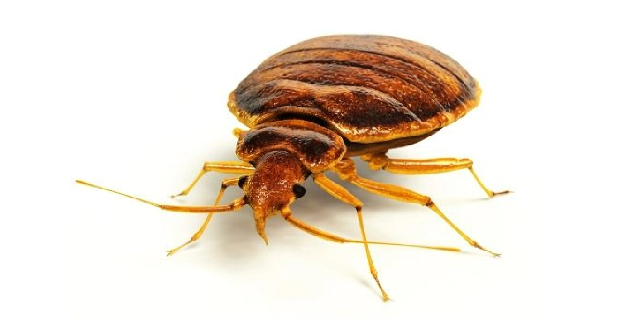 Bed bug