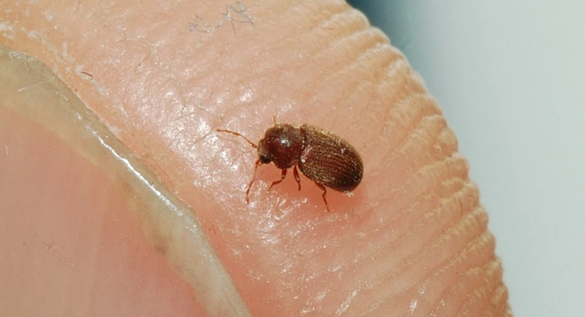 Drugstore beetle/Biscuit beetle
