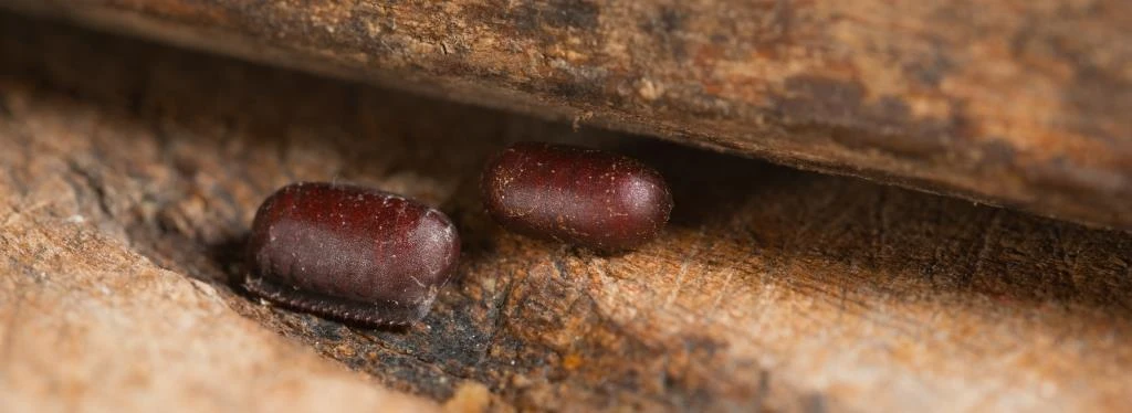 Egg capsule