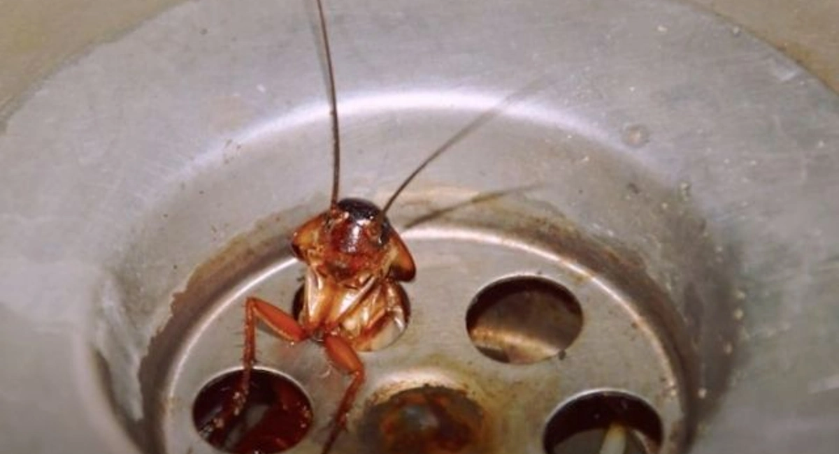 Cockroach in the sink