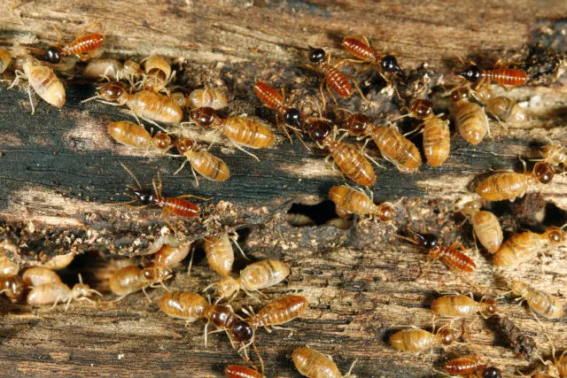 Termite soldier