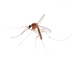 Culex mosquitoes