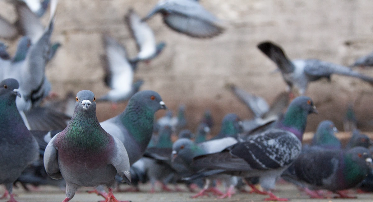 group of pigeons