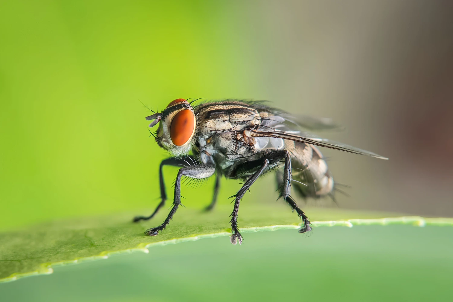 Flesh fly