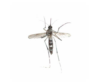 Aedes mosquitoes