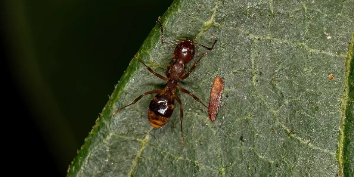 Odorous House Ant