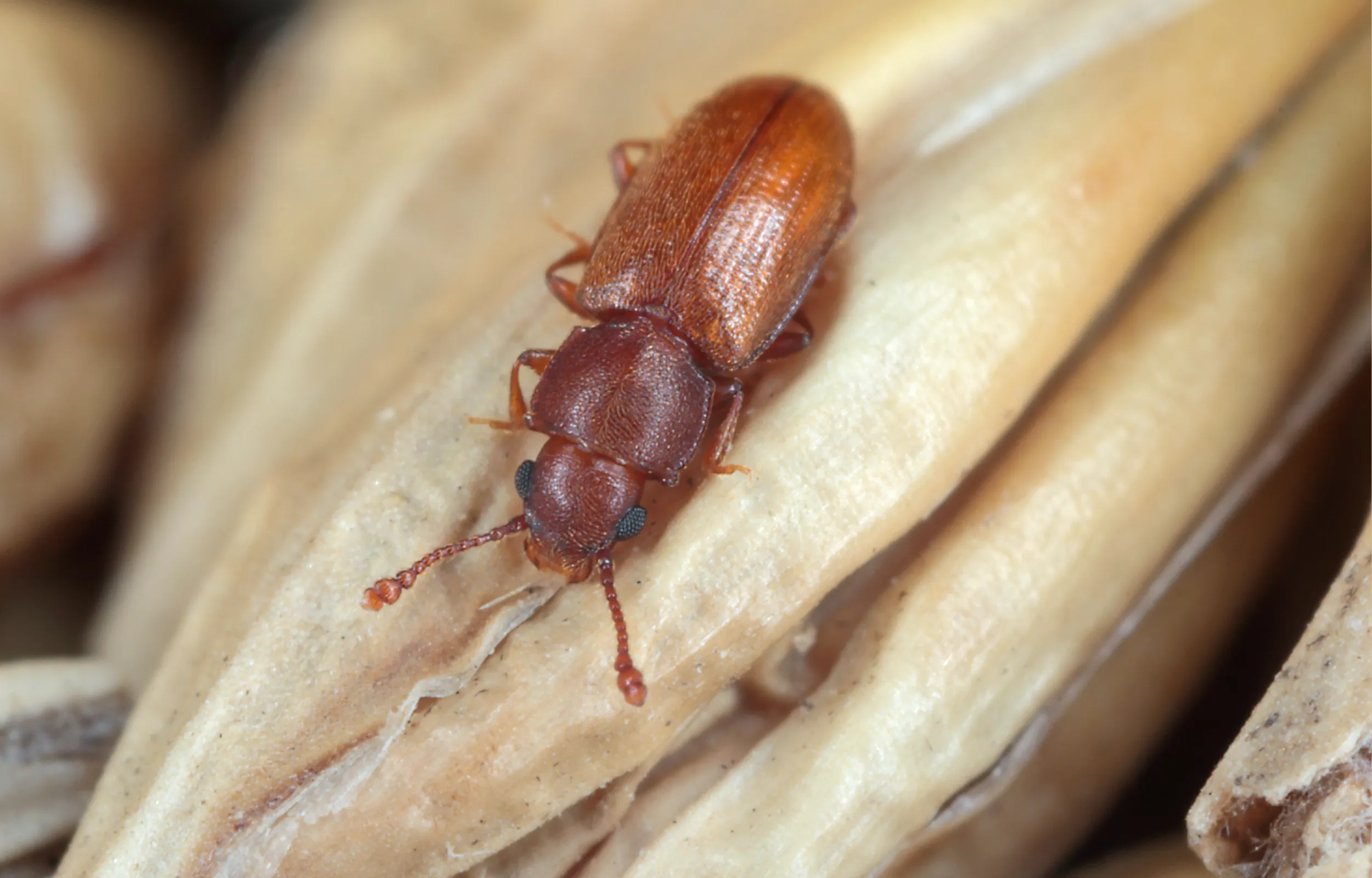 Rusty grain beetle