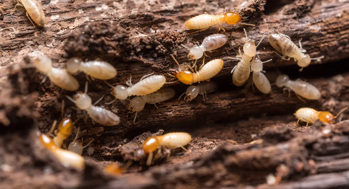 termites close up on wood