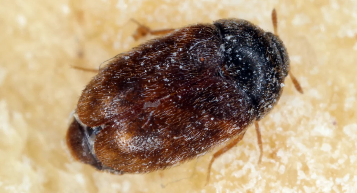 Khapra beetle