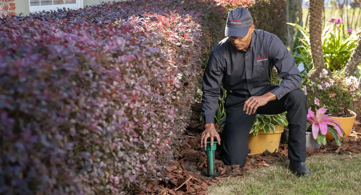 Termite Control Expert