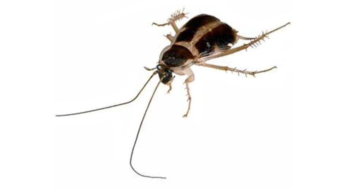 Brown-banded cockroach
