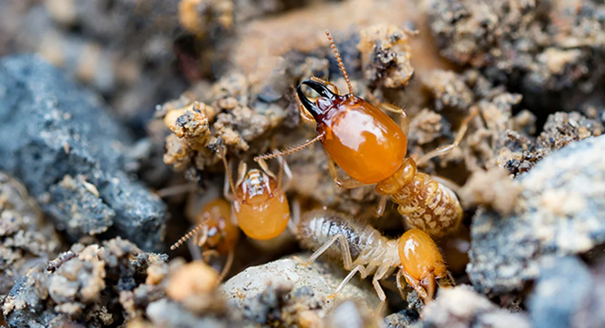 formosan subterranean termite