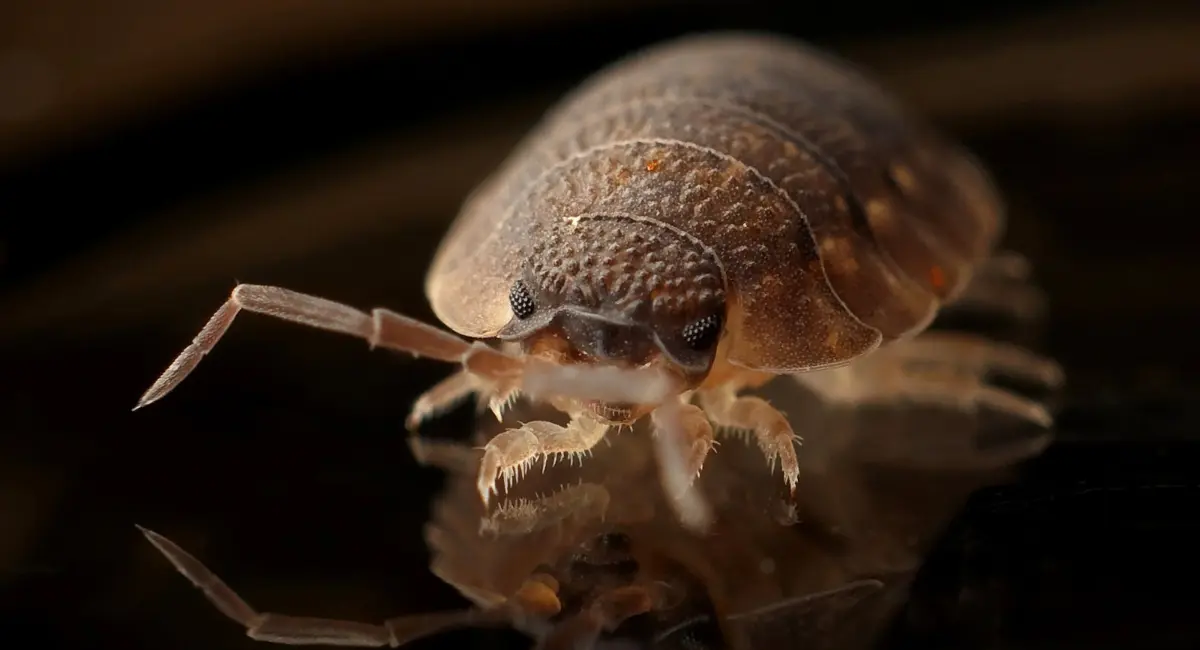 BedBug