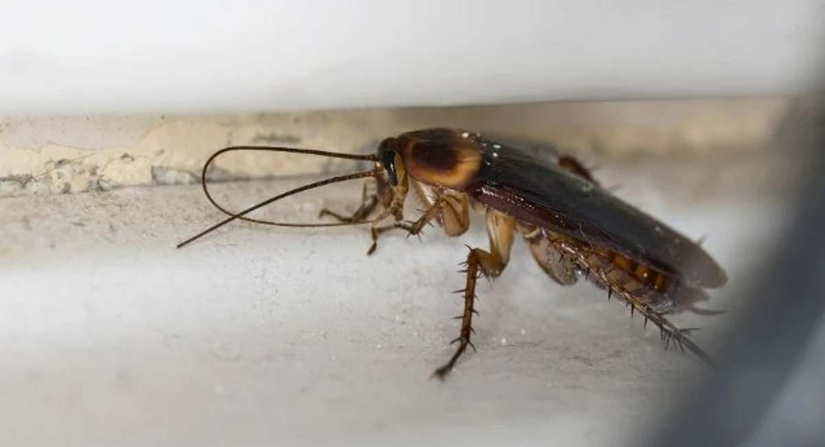 cockroach dropping