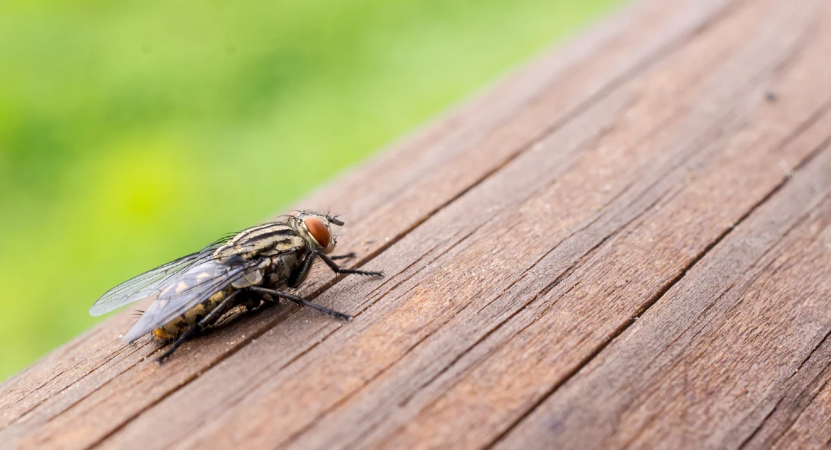 House fly