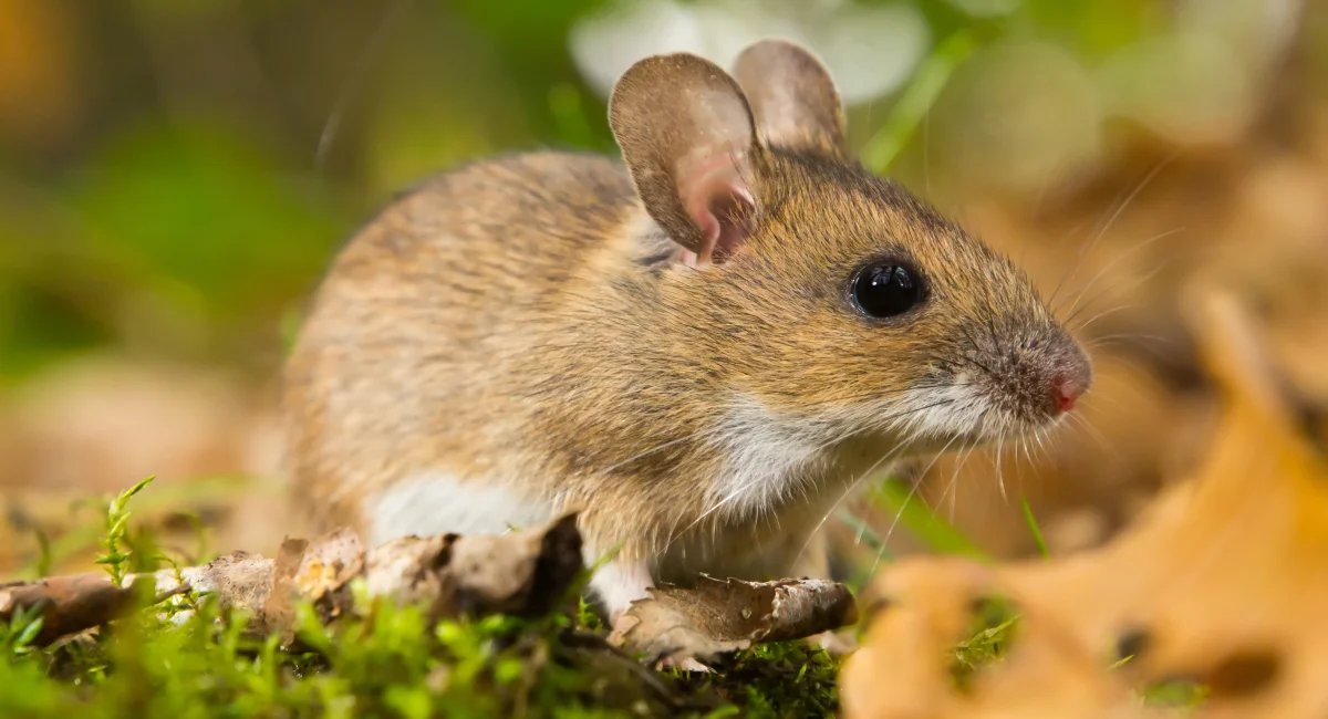 Yellow necked field mouse